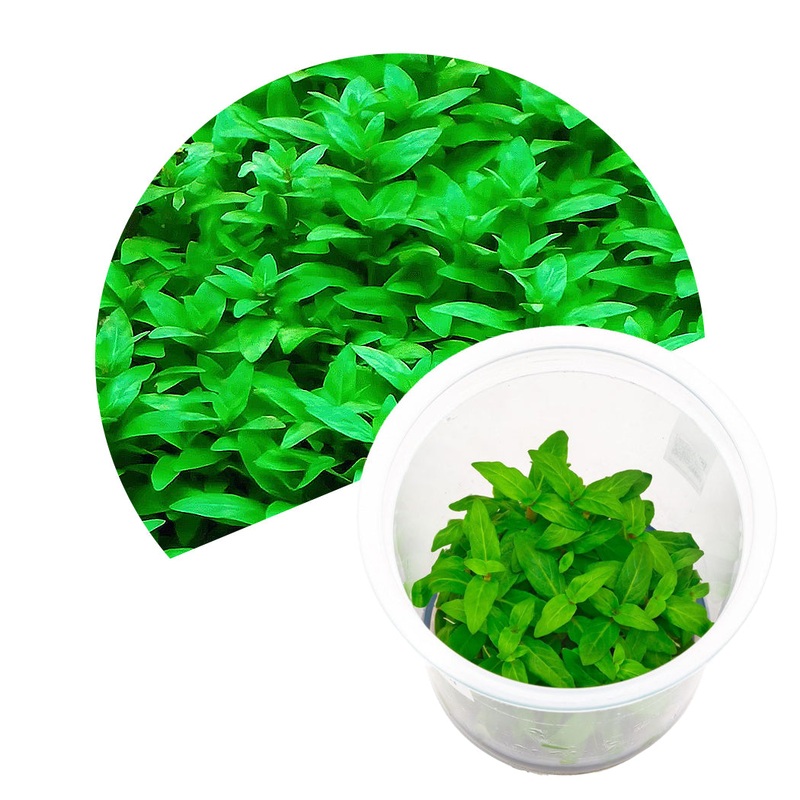 ADA Staurogyne repens