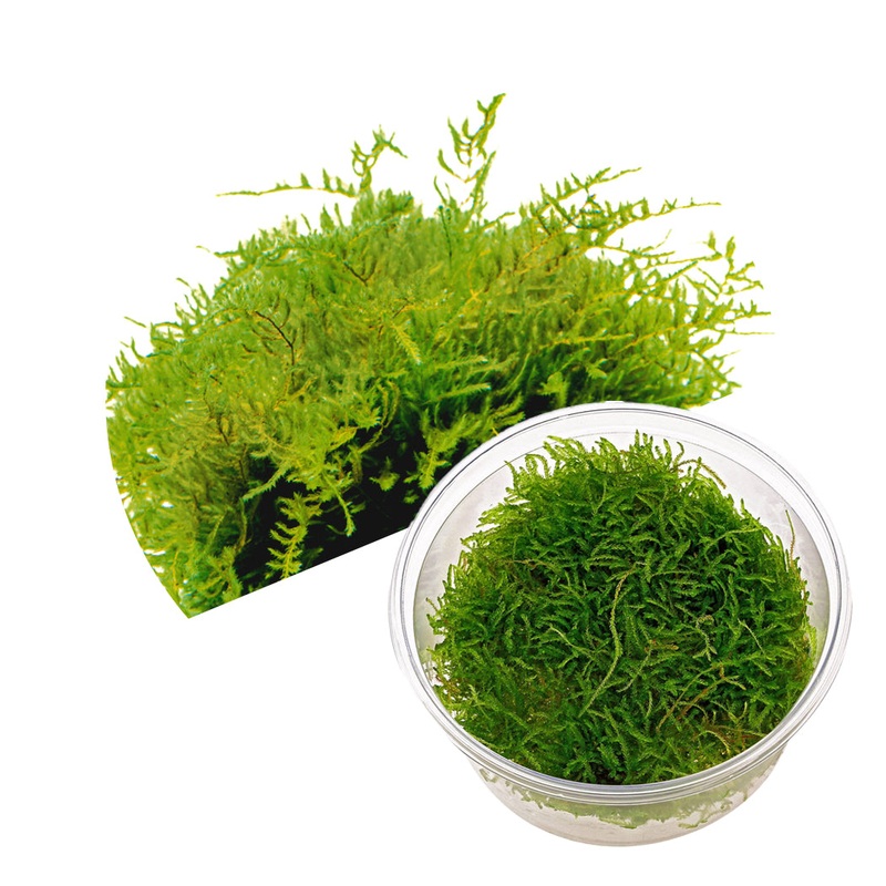 ADA Taxiphyllum barbieri (Java Moss)