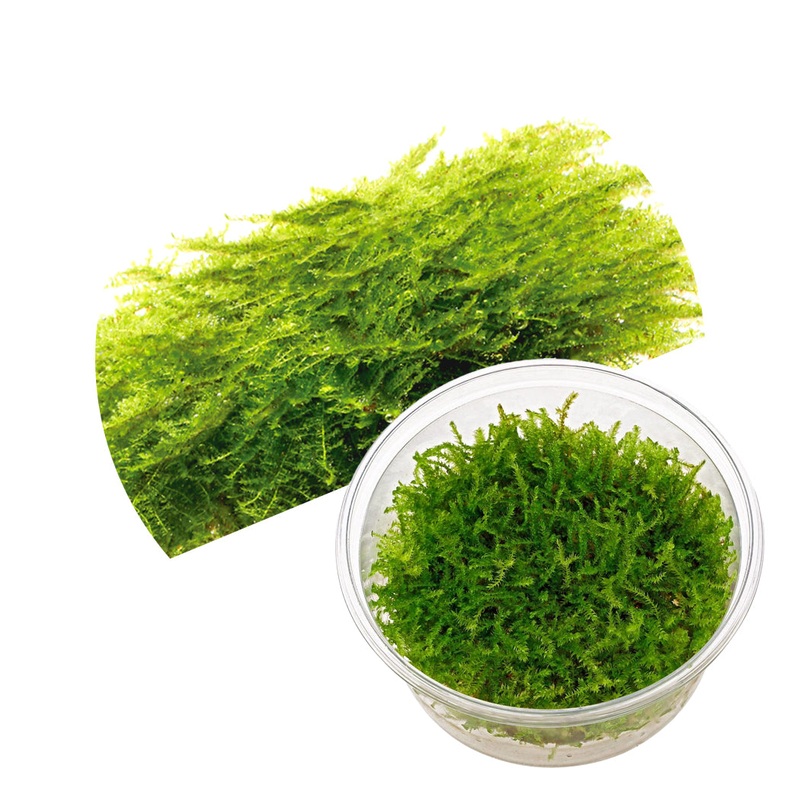 ADA Vesicularia montagnei (Christmas moss)