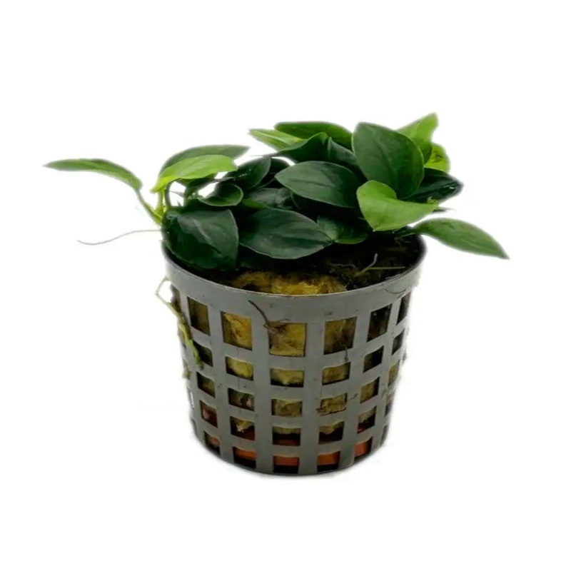 Anubias bonsai
