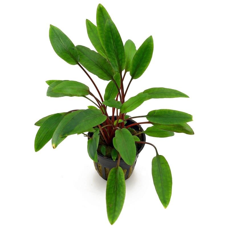 Aquafleur Cryptocoryne Petchii
