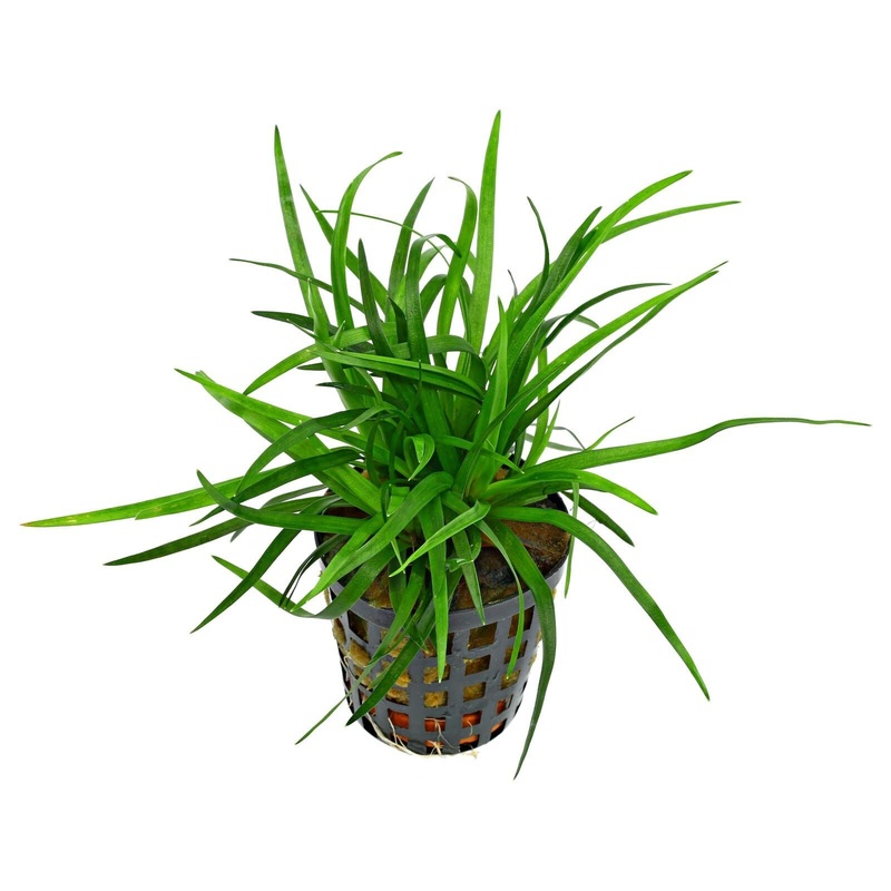 Aquafleur Eriocaulon sp. Vietnam