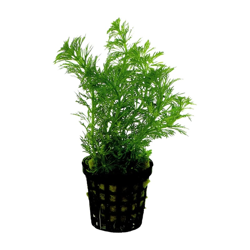Aquafleur Limnophila Heterophylla