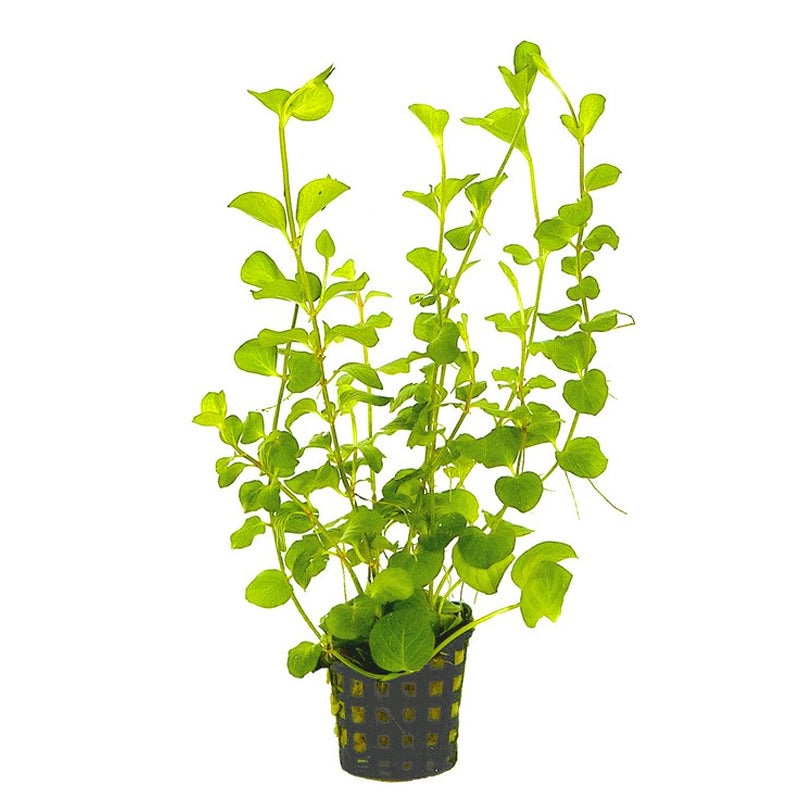 Aquafleur Lysimachia nummularia 'aurea'