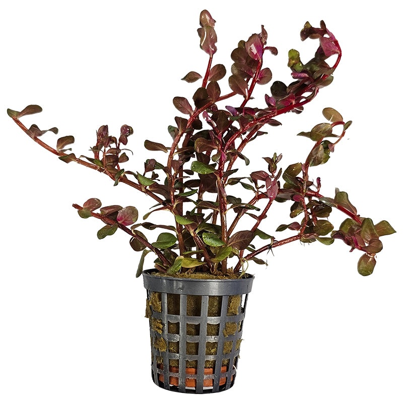 Aquafleur Rotala Blood Red