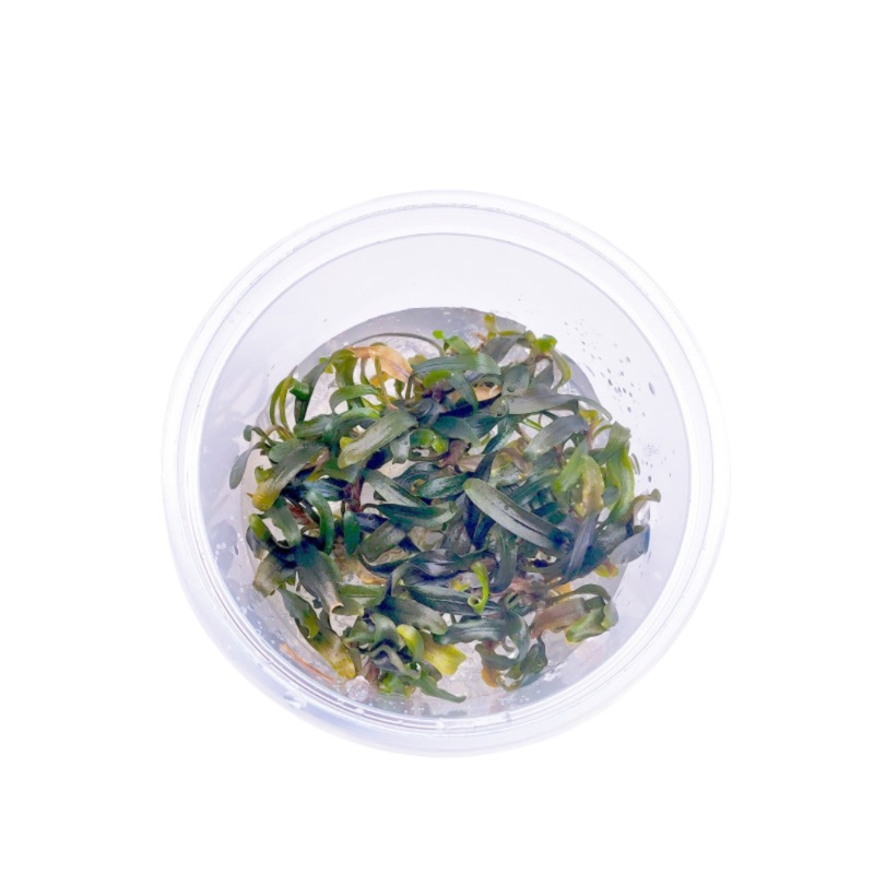 Aquaflora Bucephalandra Catharina