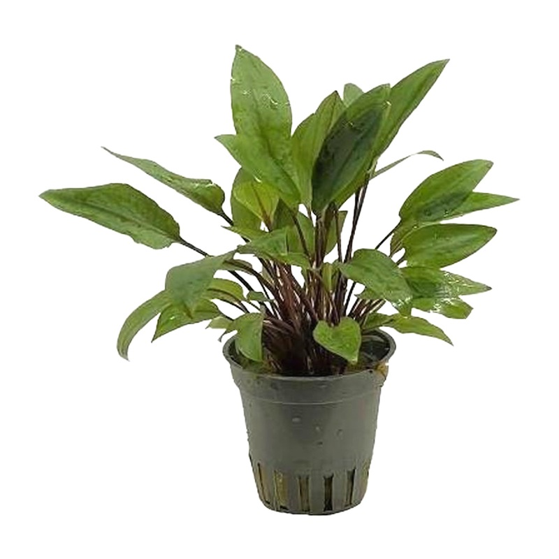 Aquaflora Cryptocoryne becketti 'Viridifolia'