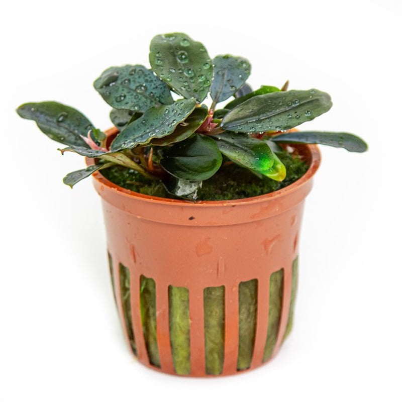 Bucephalandra sordidula 'Blue'