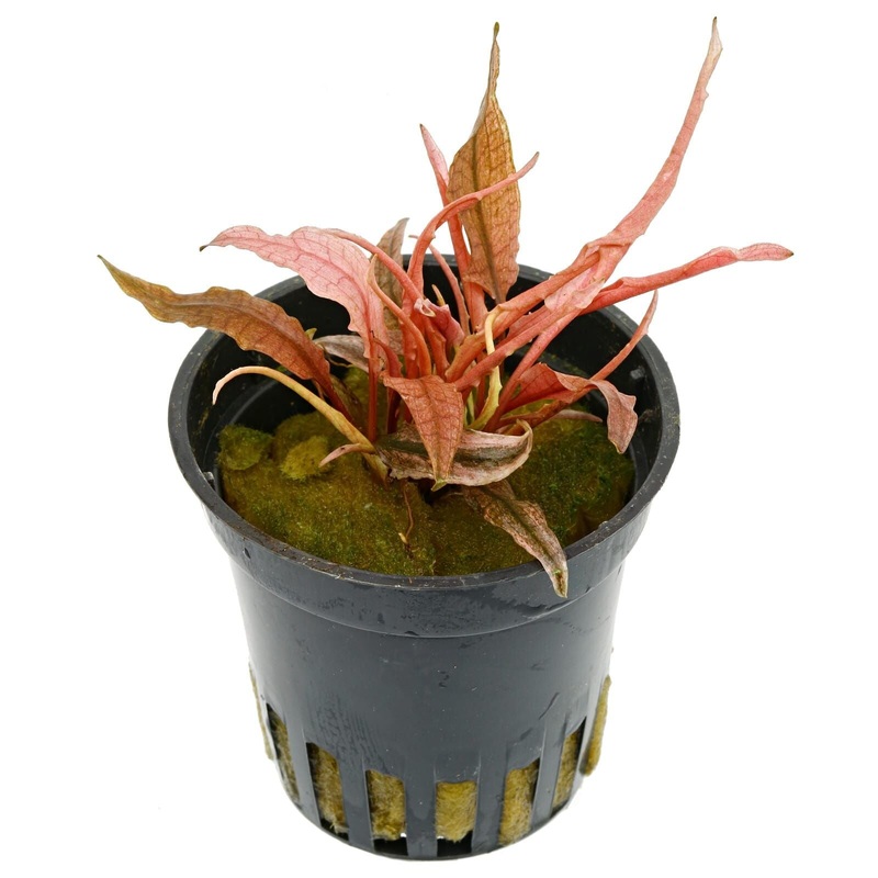 Cryptocoryne Flamingo