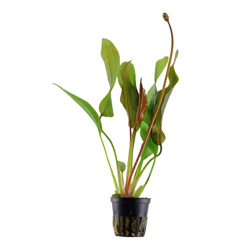 Echinodorus Red Diamond