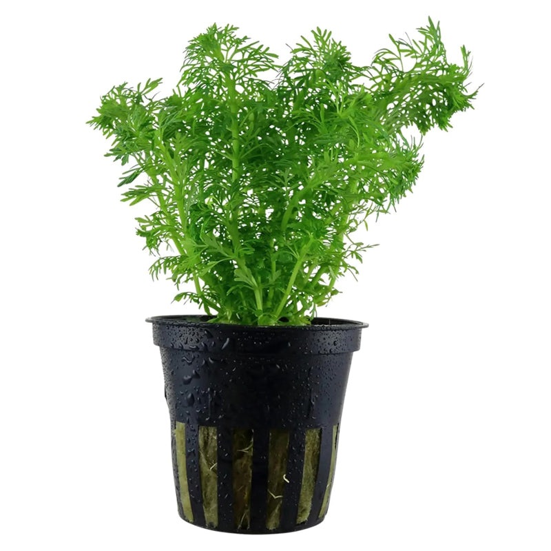 Limnophila Sessiliflora 'Ambulia'