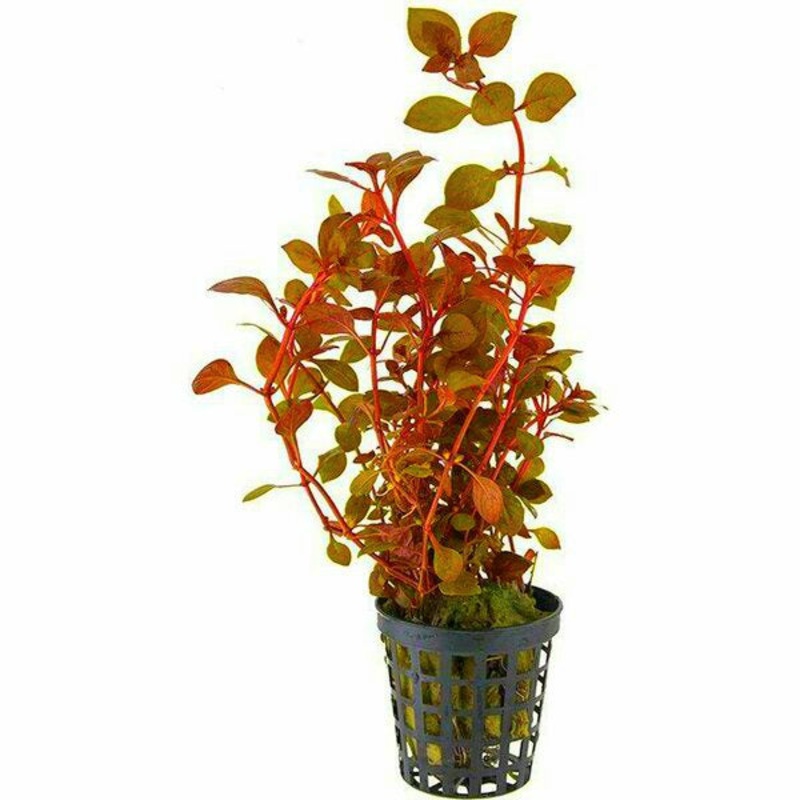 Ludwigia palustris 'Super Red Ludwigia'