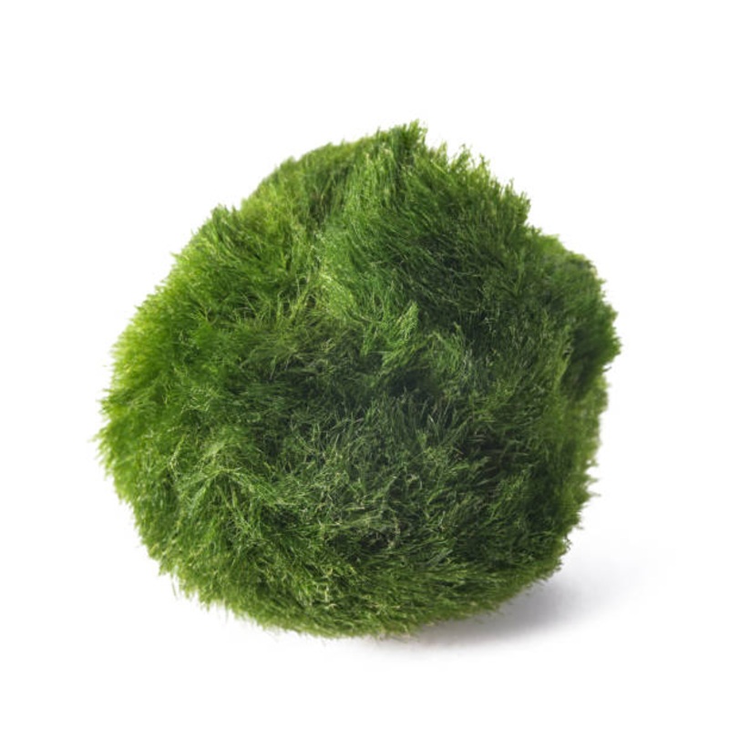 Marimo Moss ball