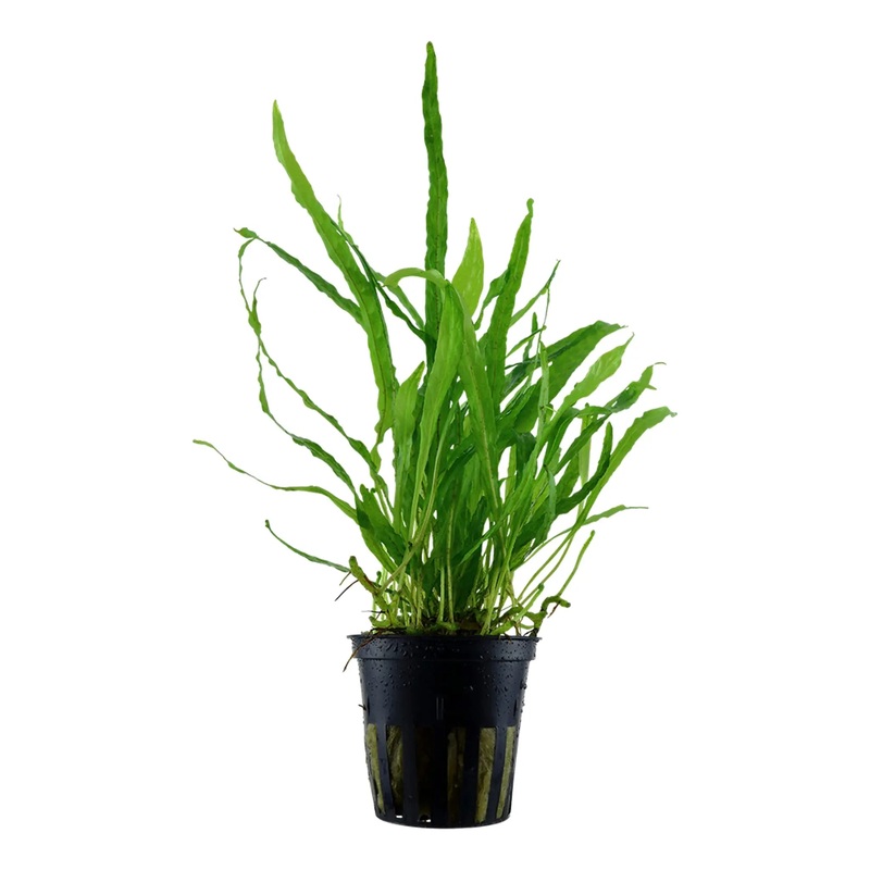 Microsorum Narrow (Narrow java fern)