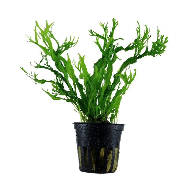 Microsorum Pteropus "Windelov"