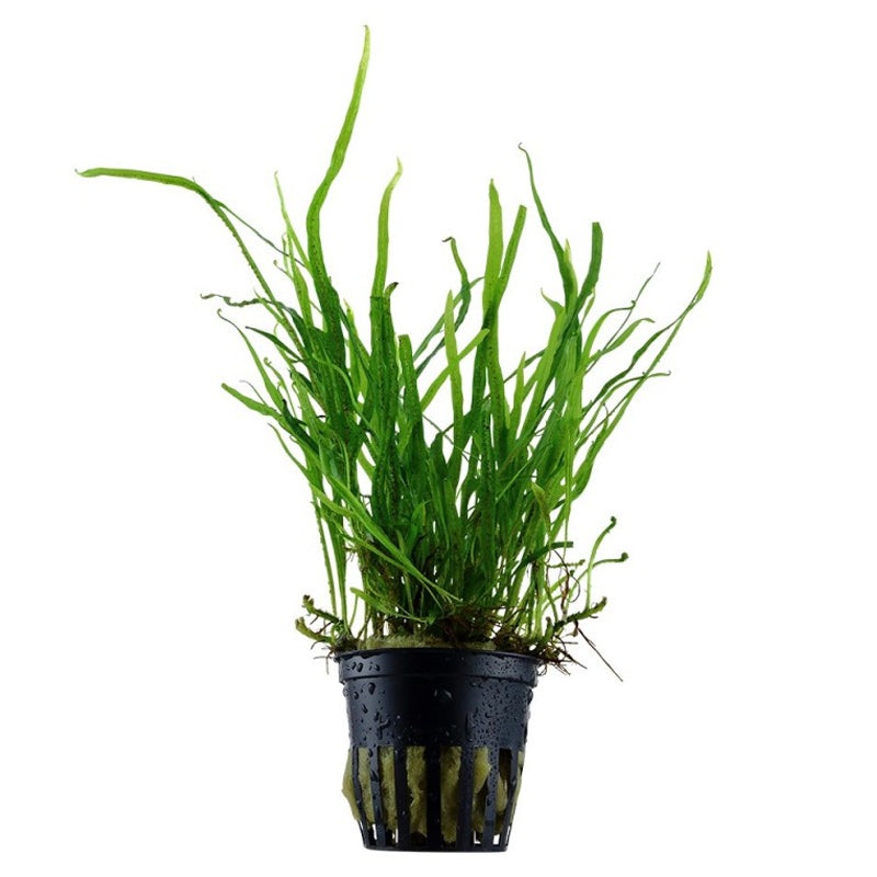 Microsorum Trident Fern