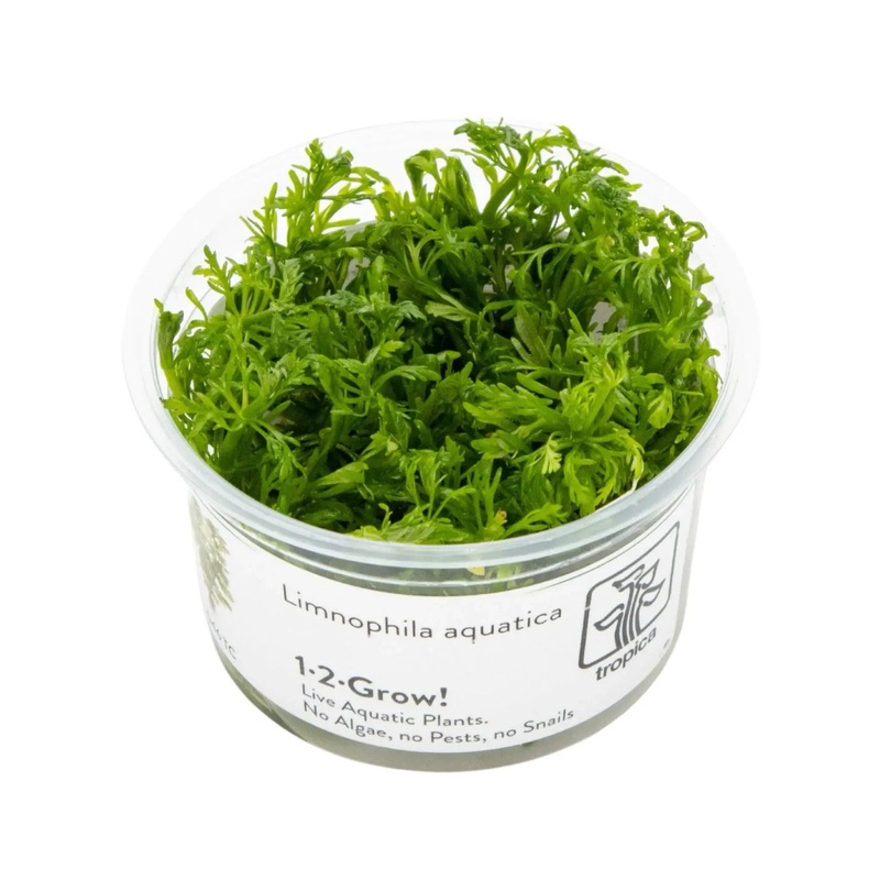 Tropica 1-2 grow Limnophila aquatica