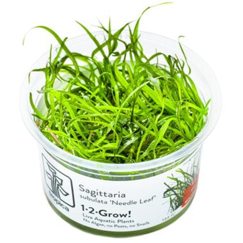Tropica 1-2 Grow Sagittaria subulata 'Needle Leaf'