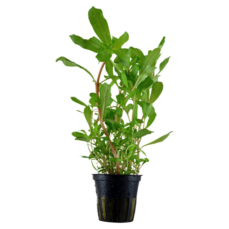 Tropica Ammannia crassicaulis