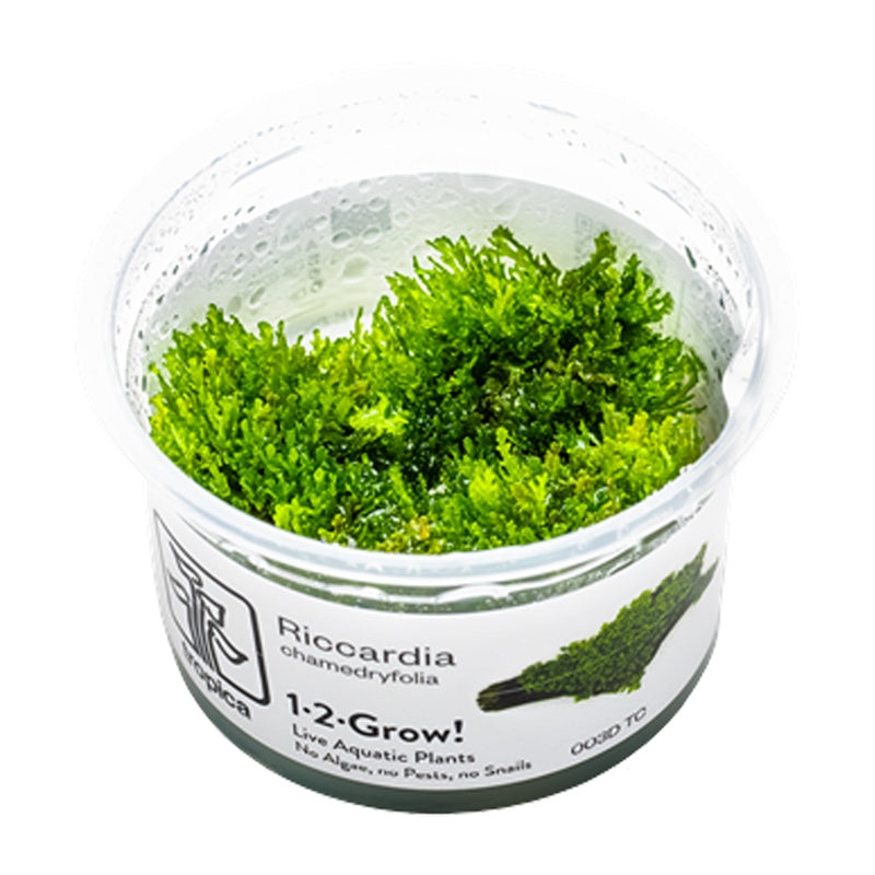 Tropica Riccardia chamedryfolia 1-2 Grow (coral moss)