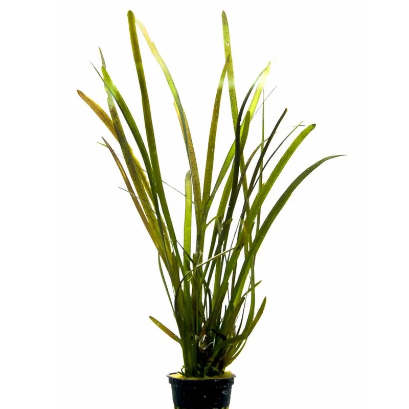 Vallisneria gigantea rubra (red giant vallis)