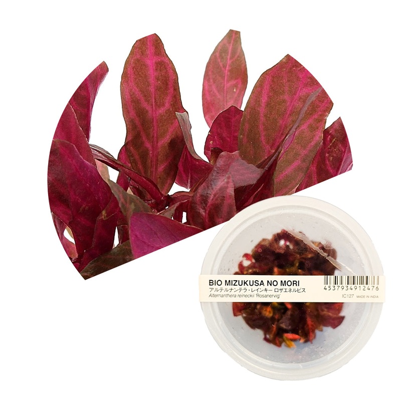 ADA Alternanthera reineckii 'Rosanervig'