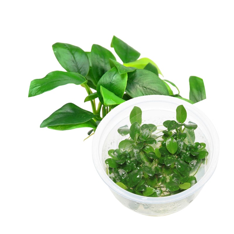 ADA Anubias barteri var nana 'Petite'