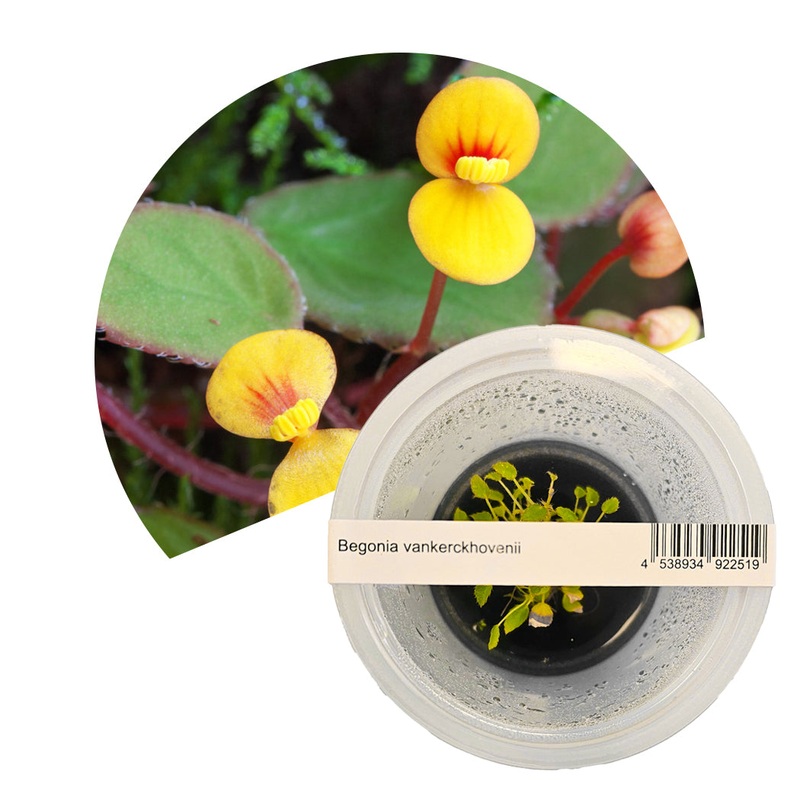 ADA Begonia vankerckhovenii