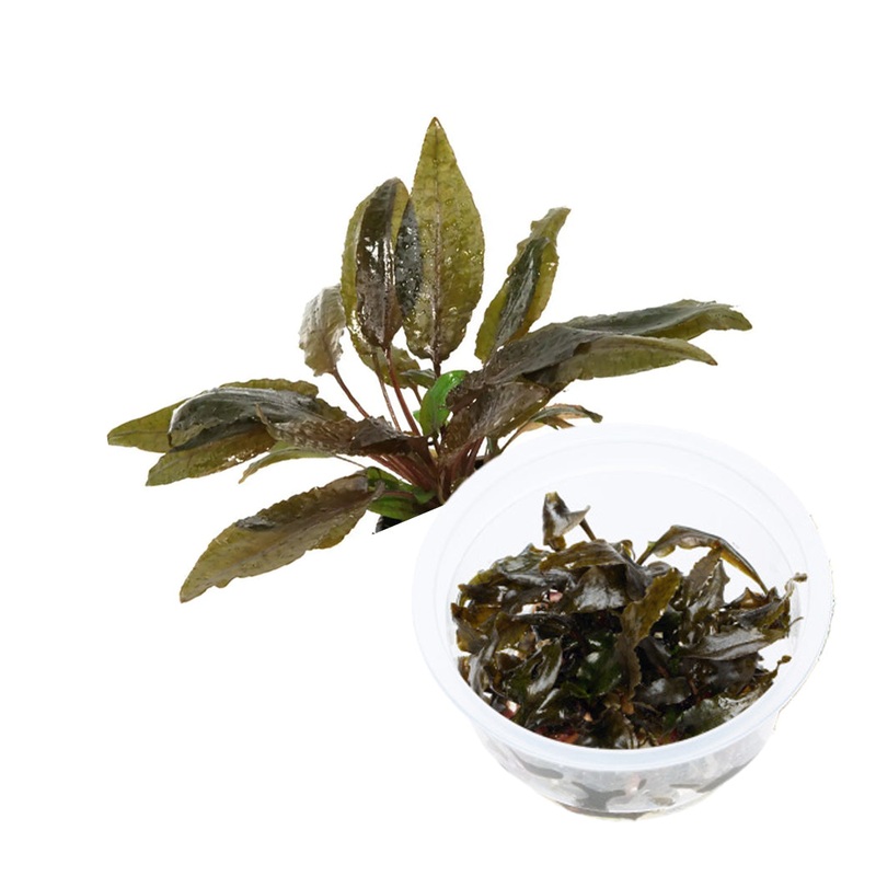 ADA Cryptocoryne wendtii 'tropica'