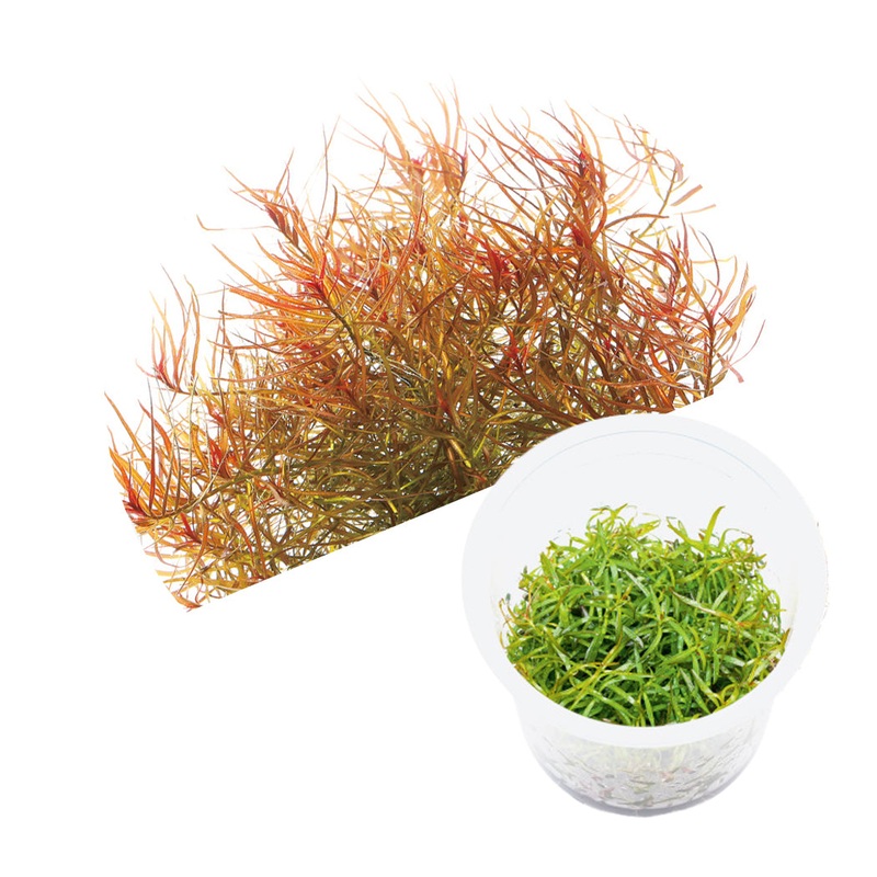ADA Ludwigia arcuata