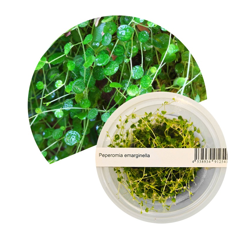 ADA Peperomia emarginella