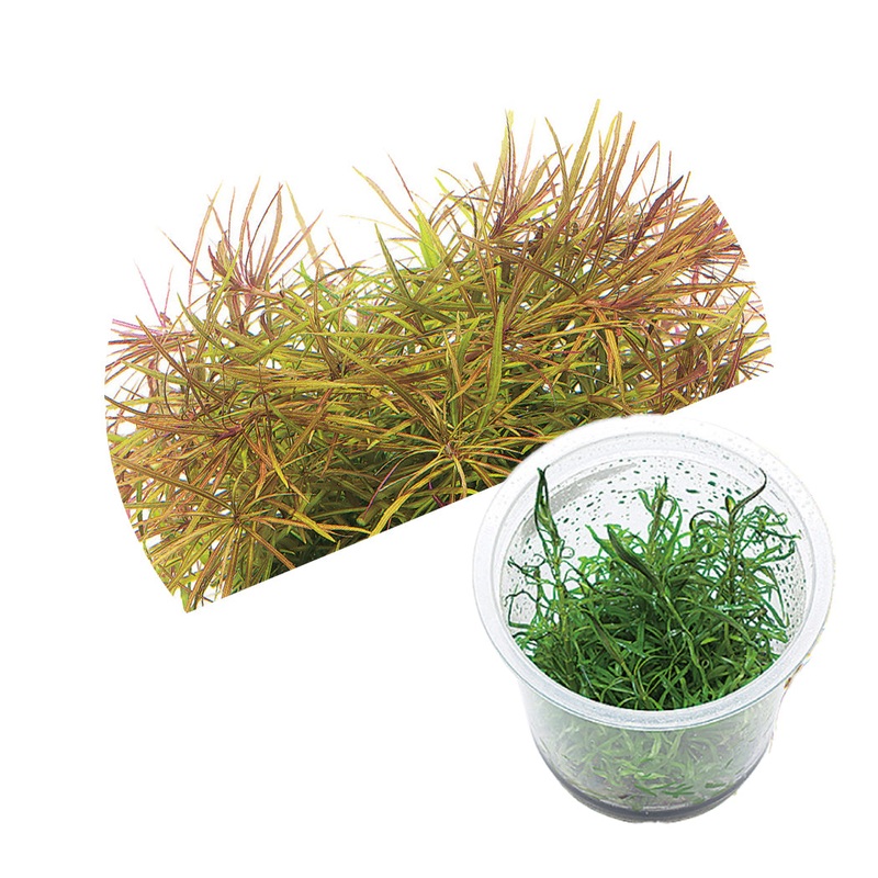 ADA Pogostemon stellatus