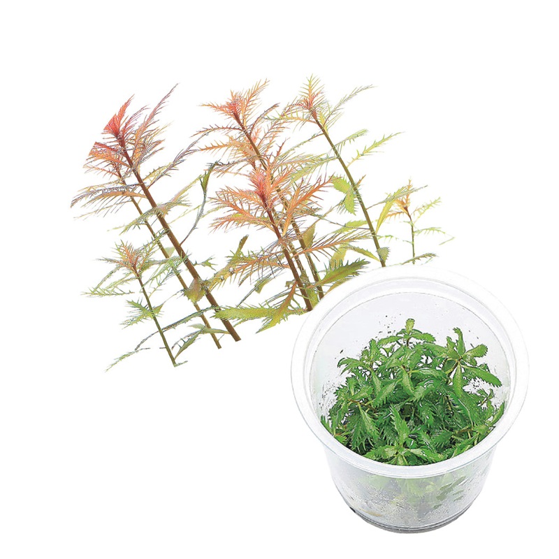 ADA Proserpinaca palustris