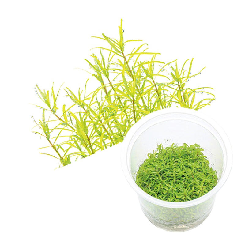 ADA Rotala rotundifolia 'Wayanad'