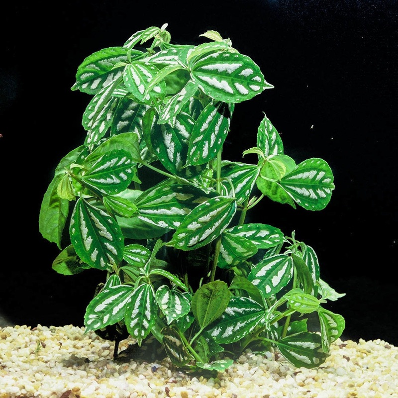 ALUMINUM PLANT (Pilea cadierei)