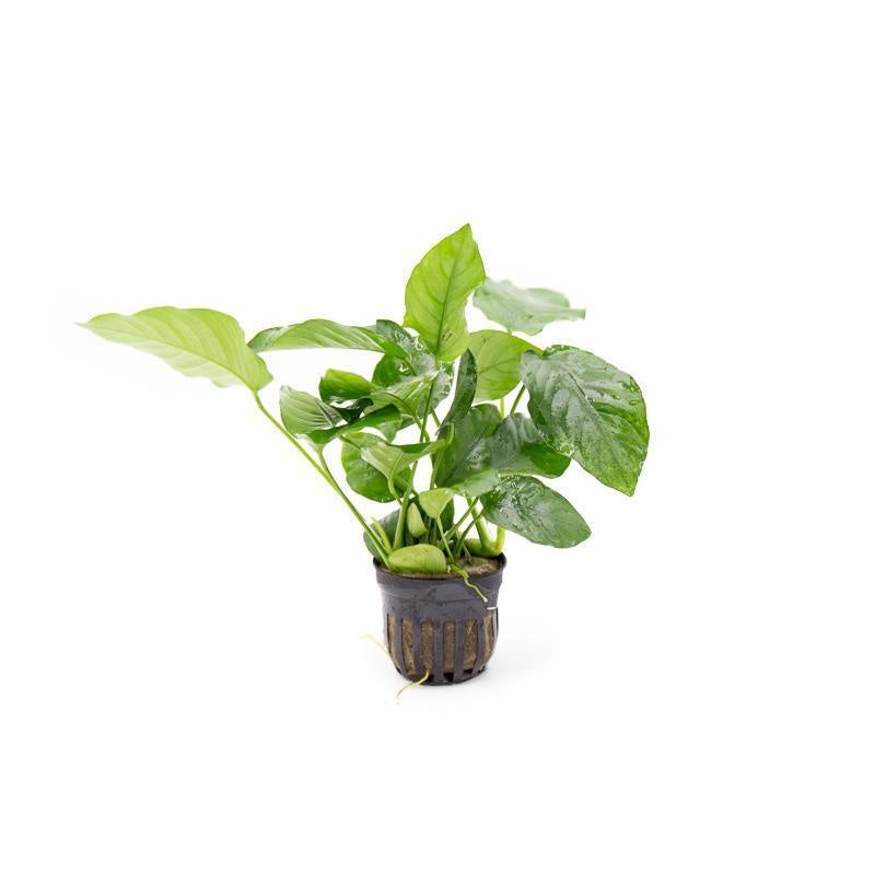 Anubias Barteri Var 'Nana' Bonsai