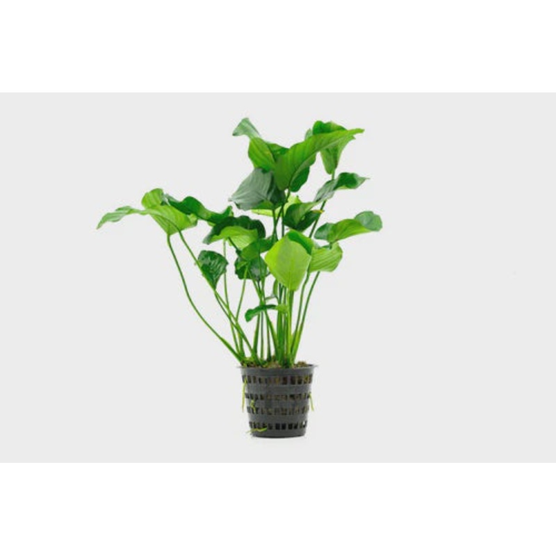 Anubias Nana Mother Pot