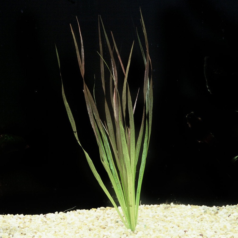 BLYXIA SP. RED