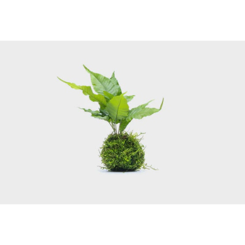 Bolbitis Heteroclita on Moss Ball