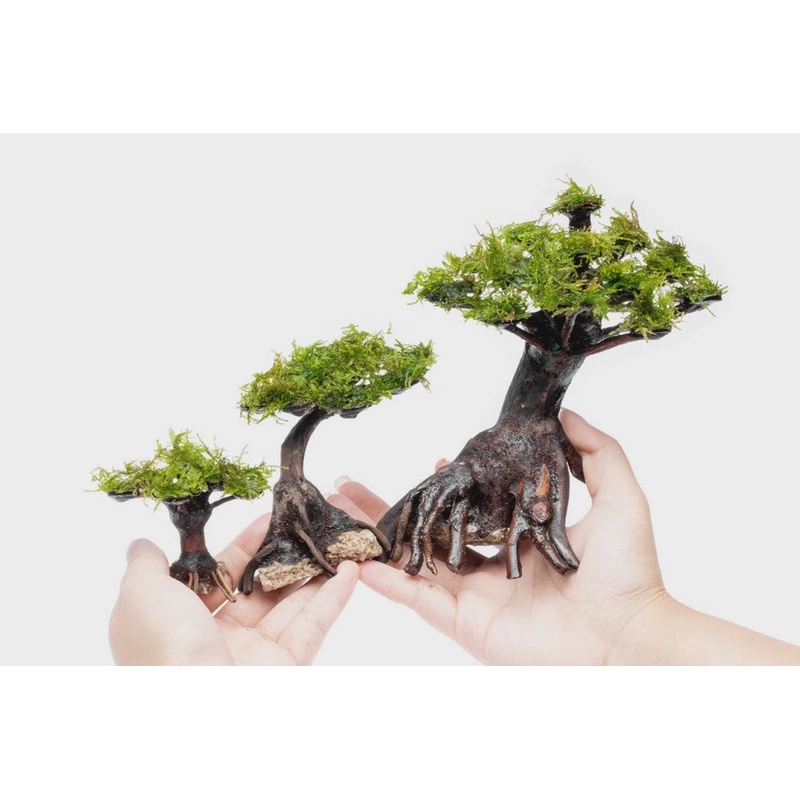 Christmas Moss on Bonsai