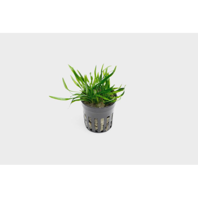Cryptocoryne Lucens