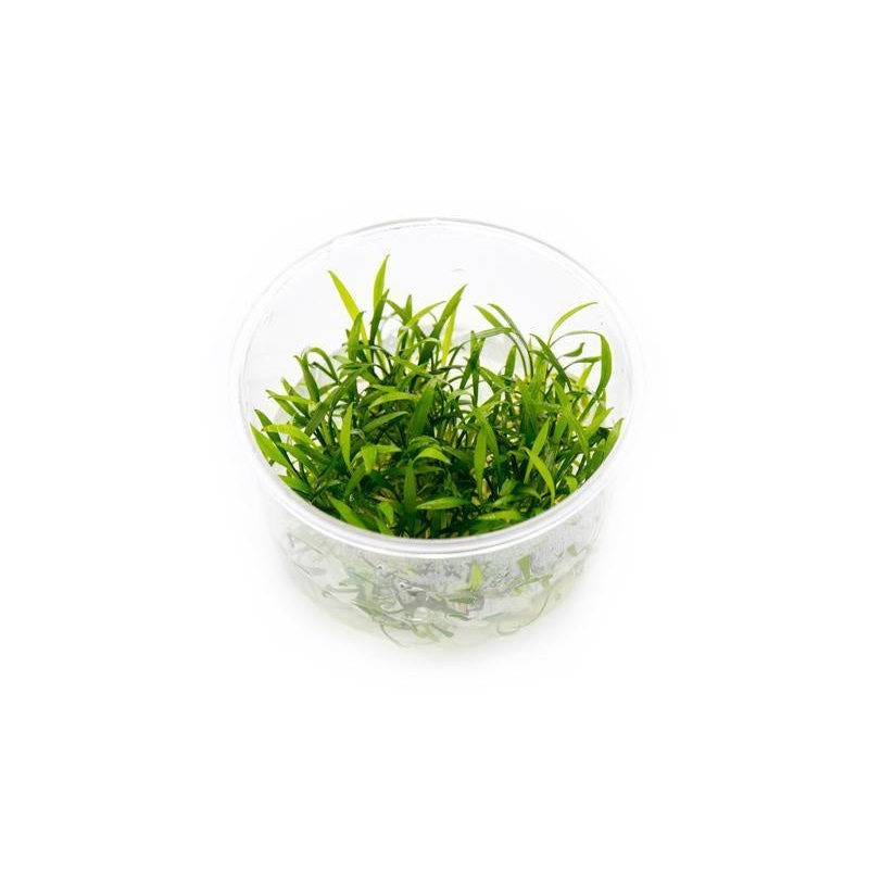 Cryptocoryne Parva UNS Tissue Culture