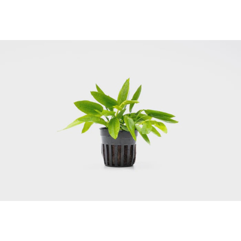 Echinodorus Ozelot Narrow Mini