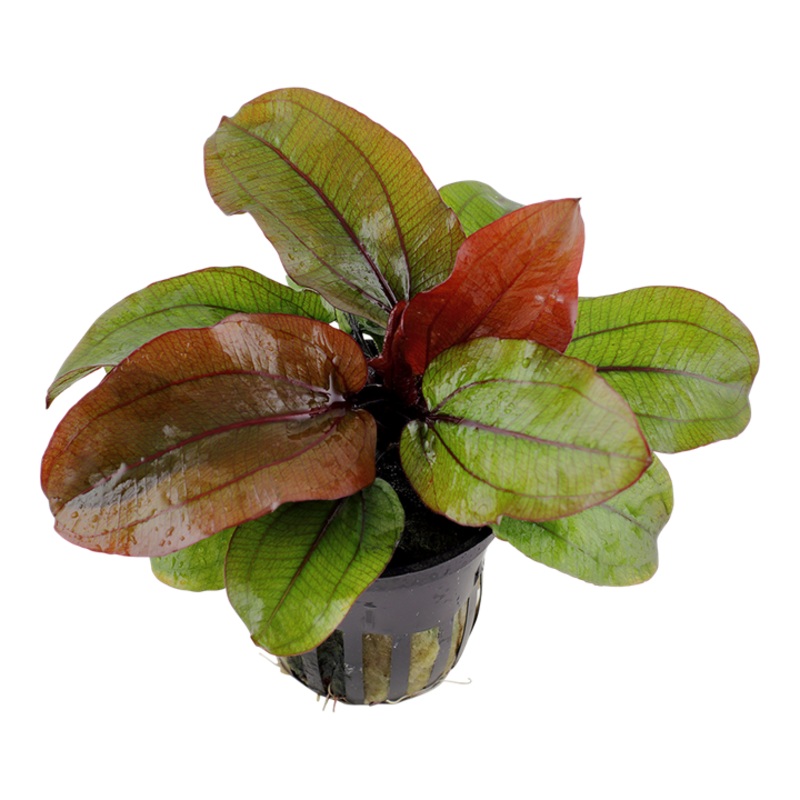 Echinodorus 'Reni'