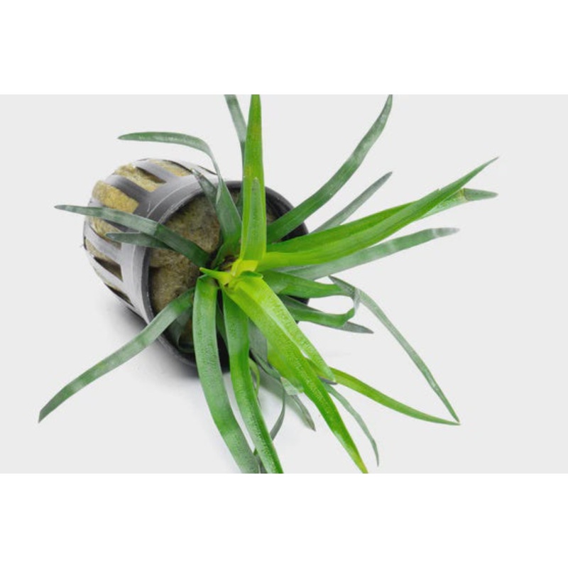 Eriocaulon sp Vietnam