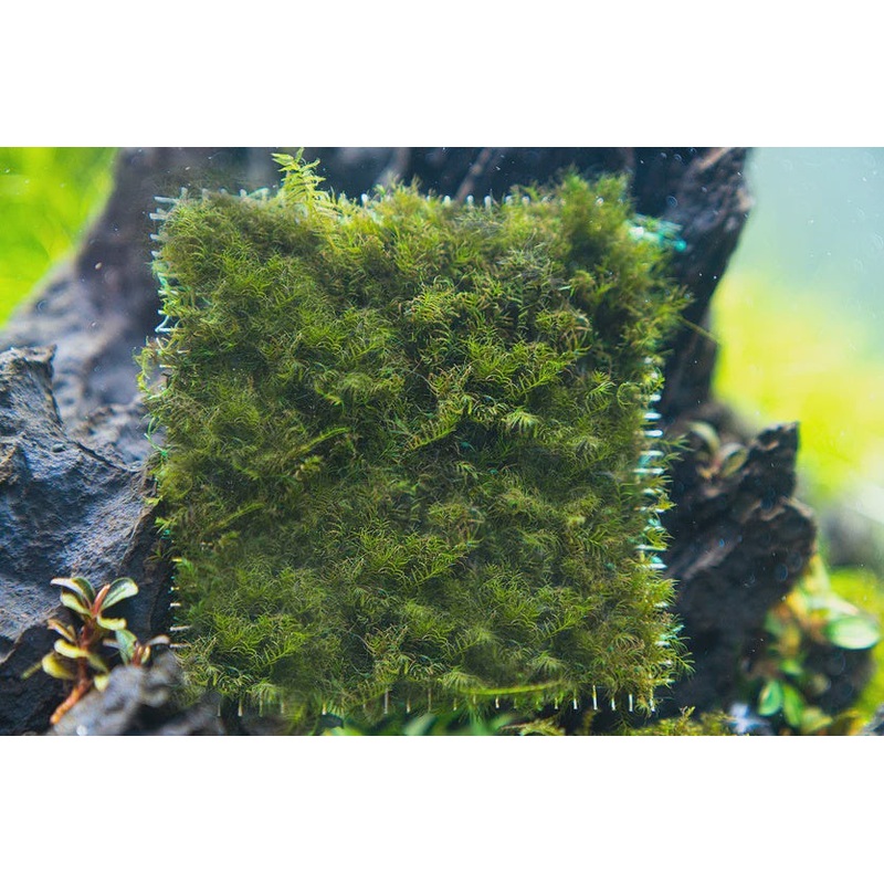 Fissidens Fontanus PHOENIX MOSS on Stainless Steel
