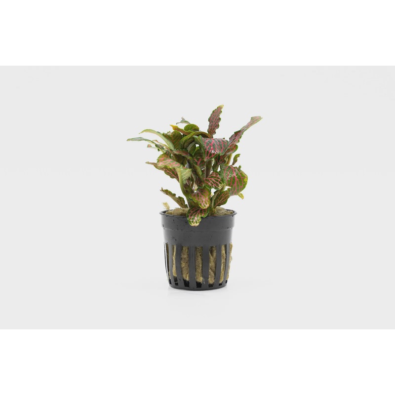 Fittonia Albivenis Red