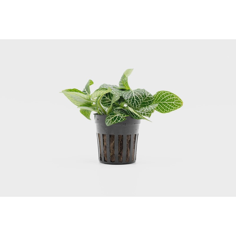 Fittonia Albivenis White