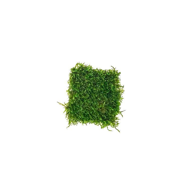 Flame Moss on Stainless Steel