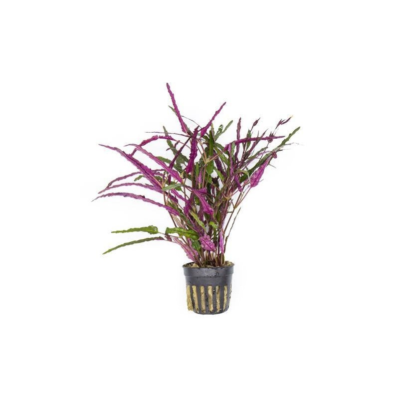 Hemigraphis Repanda / Dragon's Tongue - Pot